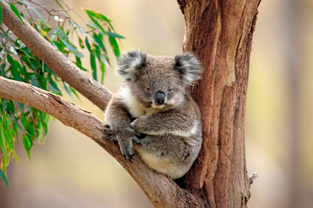 Koala resting on eucalyptus tree branch