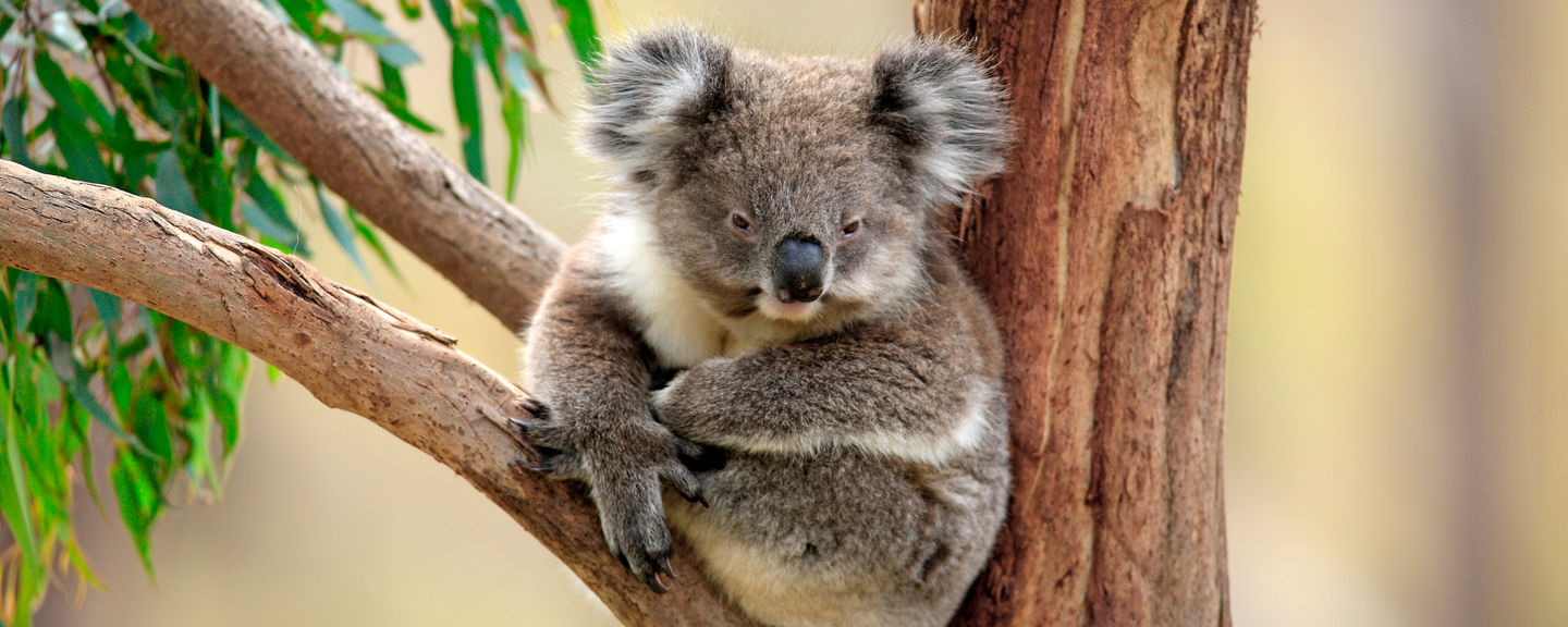 Koala resting on eucalyptus tree branch