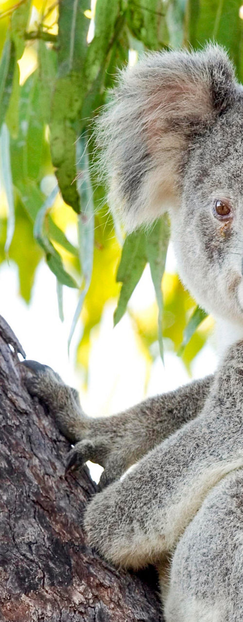 Koala resting on a tree branch
