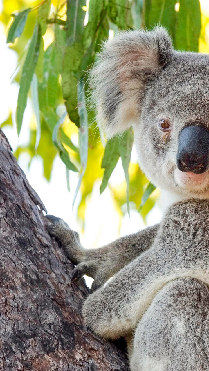 Magnetic Island Wildlife Explorer