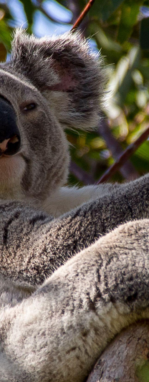 Relaxed koala resting on a tree branch