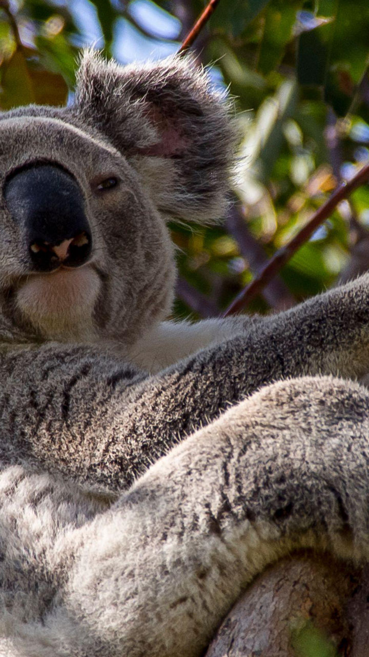 Healesville Sanctuary on Your Own
