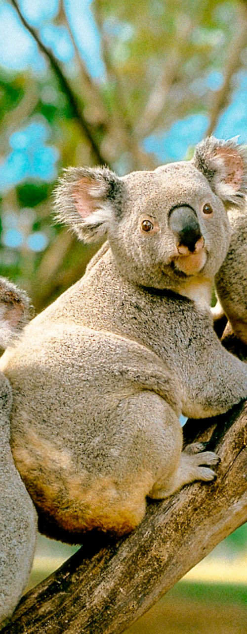 Three Koalas Resting on a Tree Branch