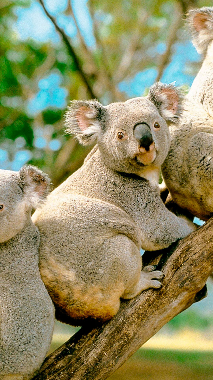 Brisbane & the Lone Pine Koala Sanctuary