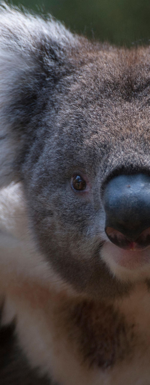 Close-up of a curious koala in nature