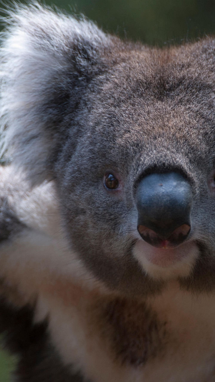 The Native Wildlife of Melbourne Zoo