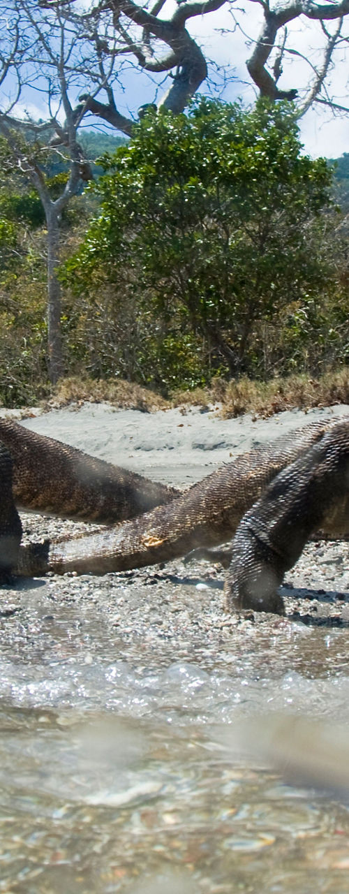 Komodo Dragons in Natural Habitat