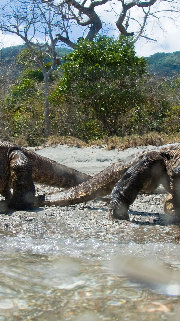 Komodo National Park