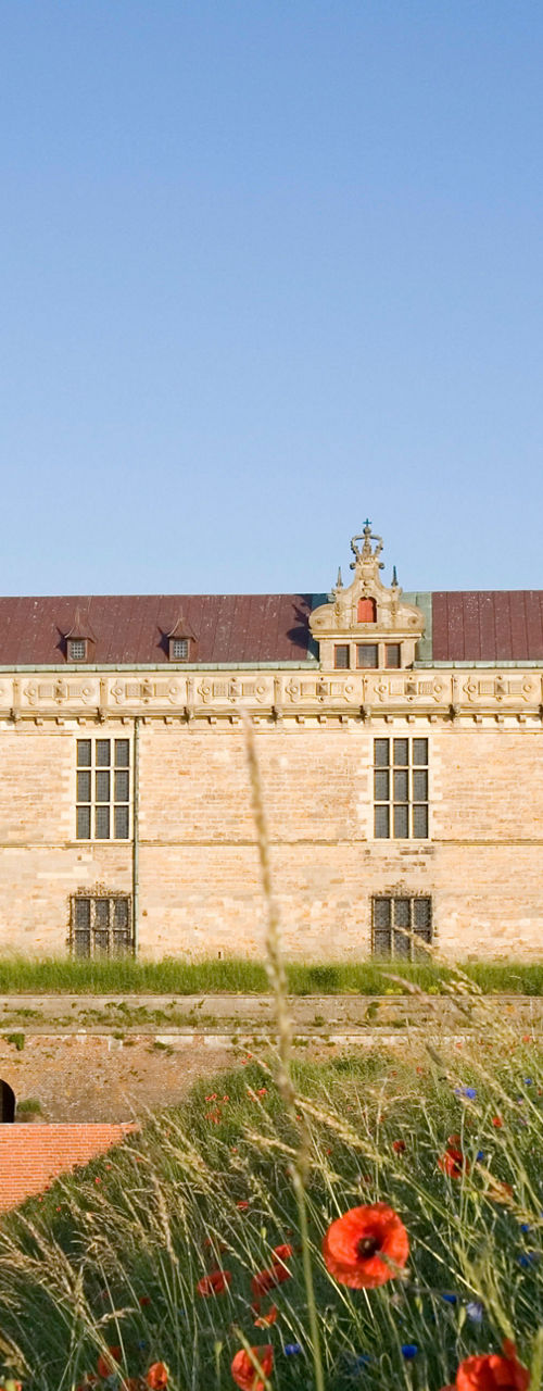 Historic castle with vibrant poppy foreground