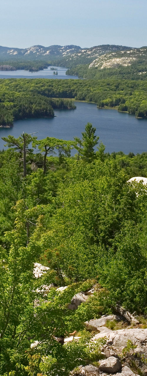 Scenic forest and lake view in summer