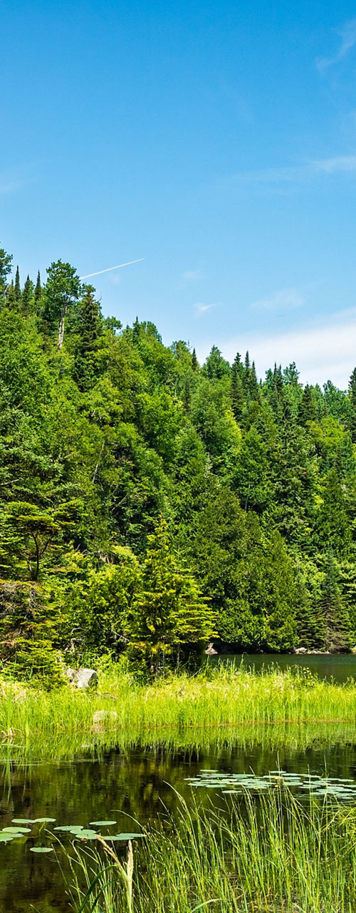 Serene forest lake under clear blue sky