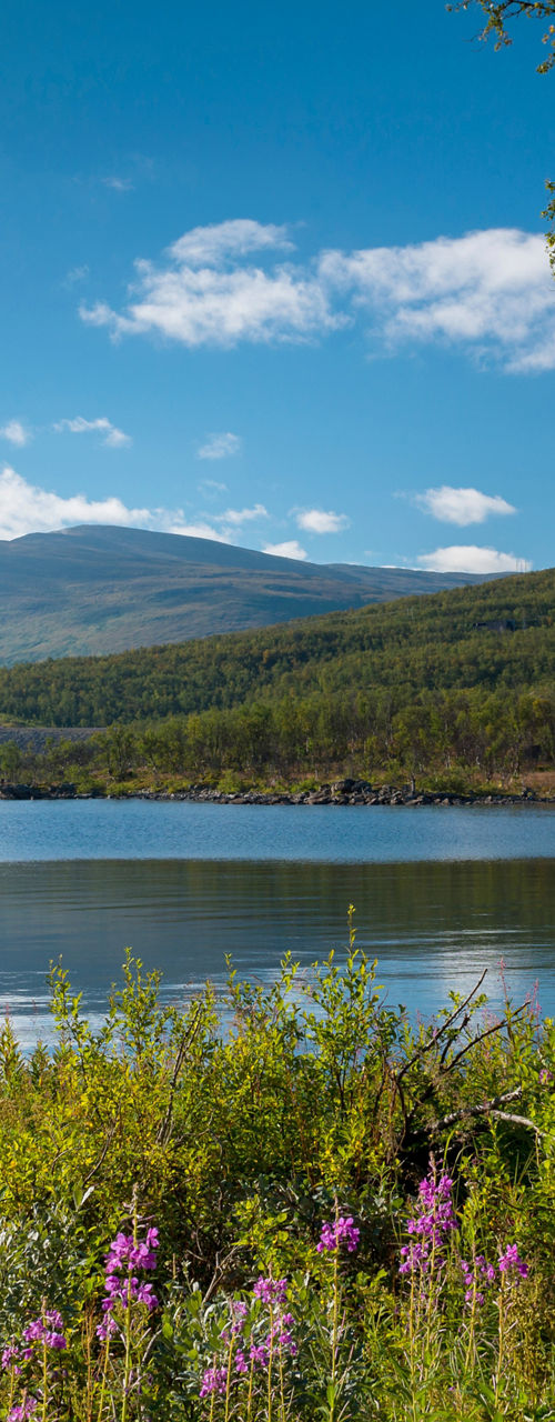 Serene mountain lake with wildflowers in summer