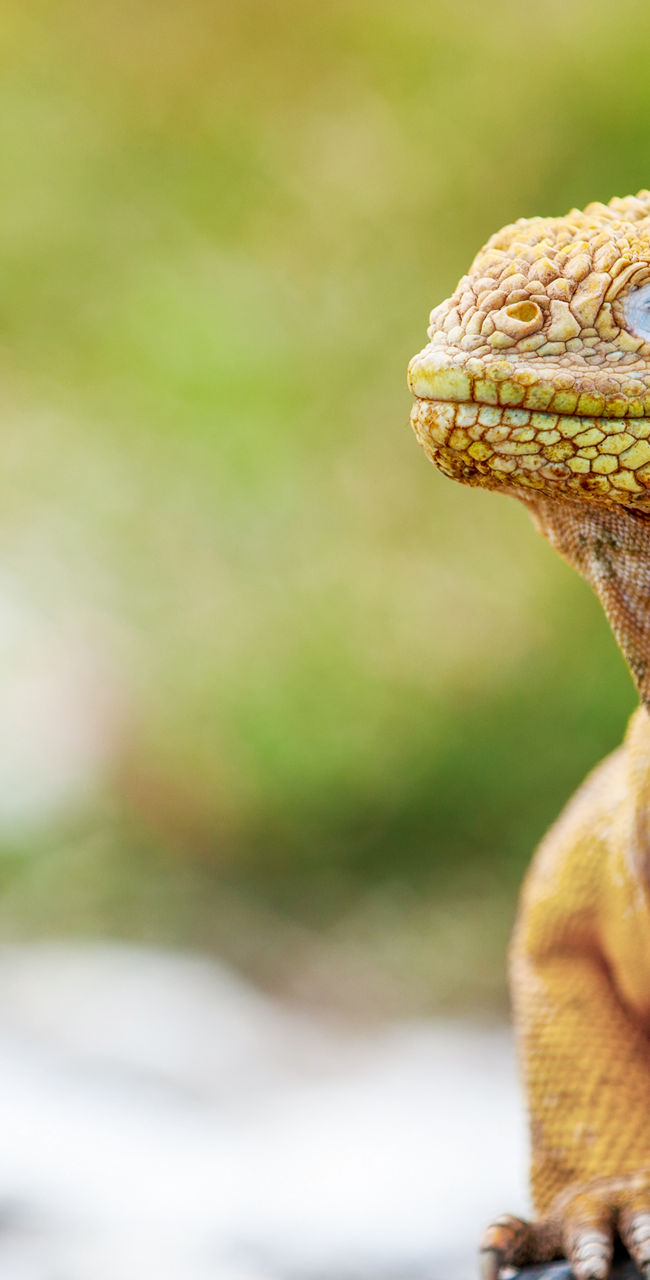 Golden iguana perched on volcanic rock