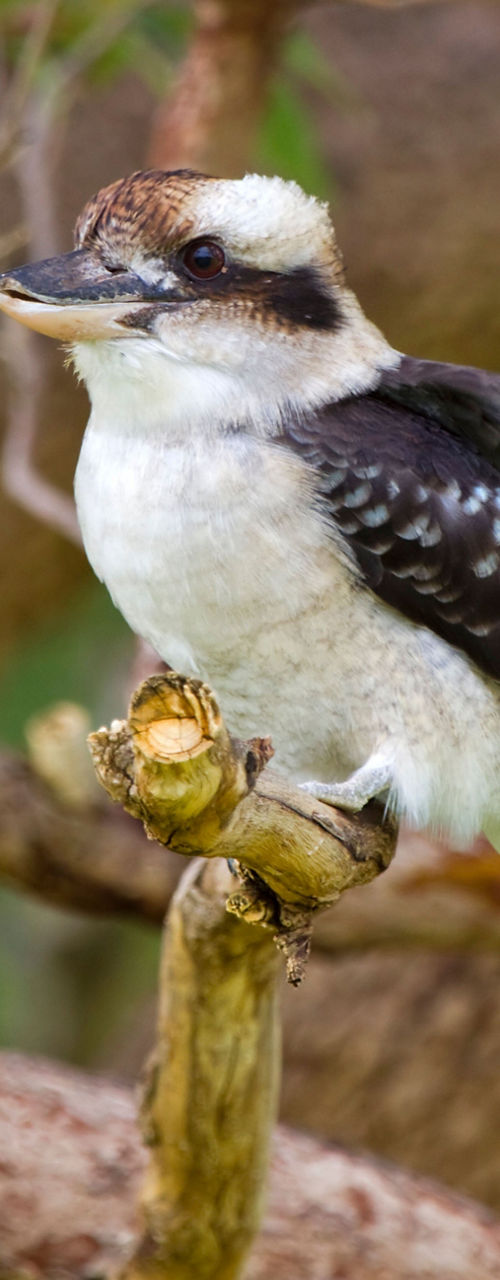 Kookaburra perched on tree branch outdoors