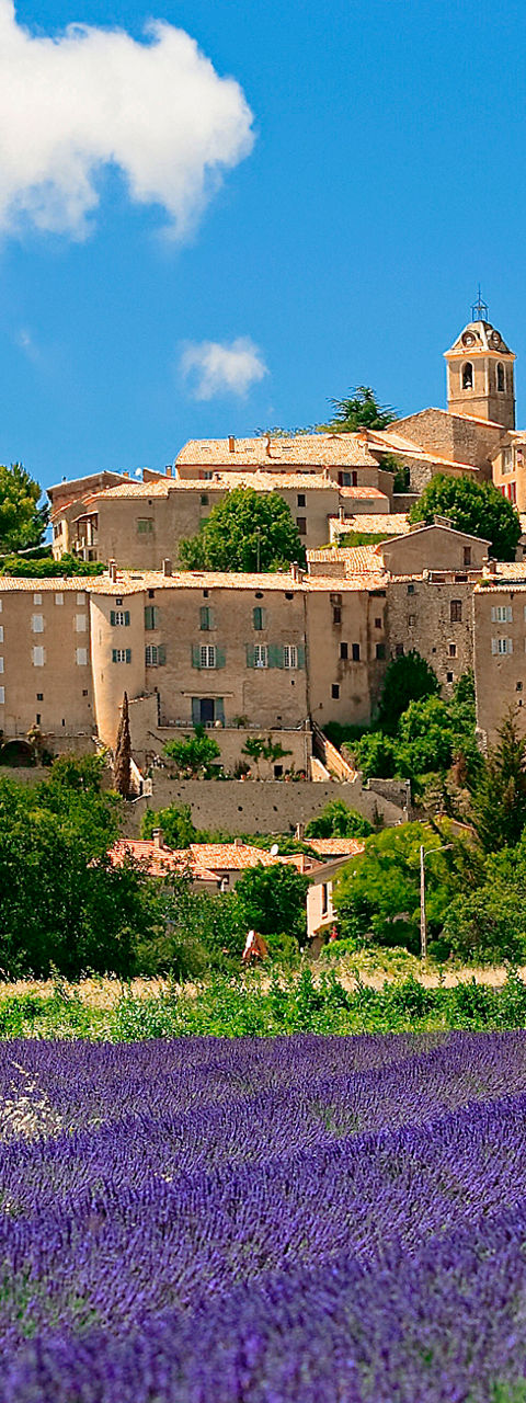 Lavender fields with scenic hilltop village