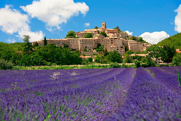 Lavender fields with scenic hilltop village