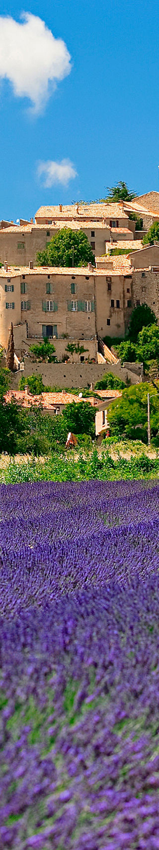 Lavender fields with scenic hilltop village