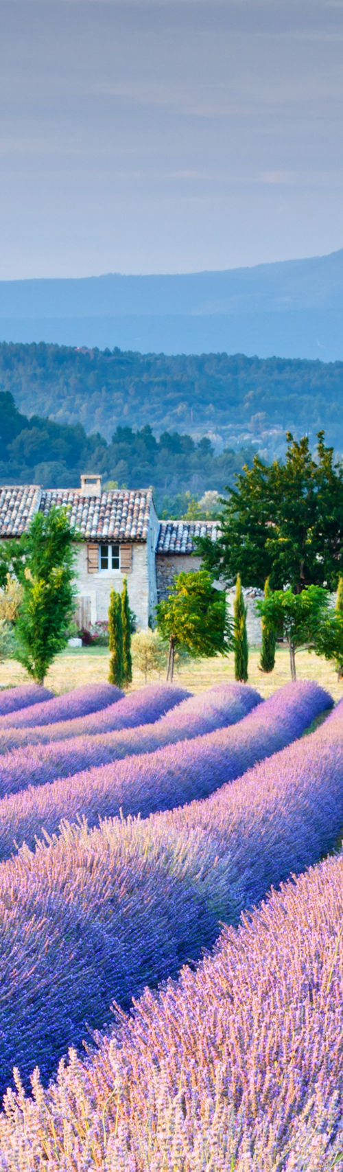 Lavender fields in scenic countryside
