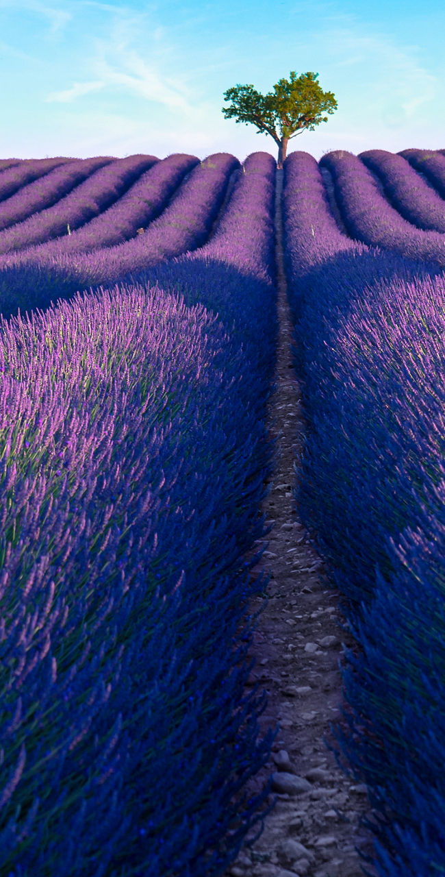 Lavender field under bright blue sky