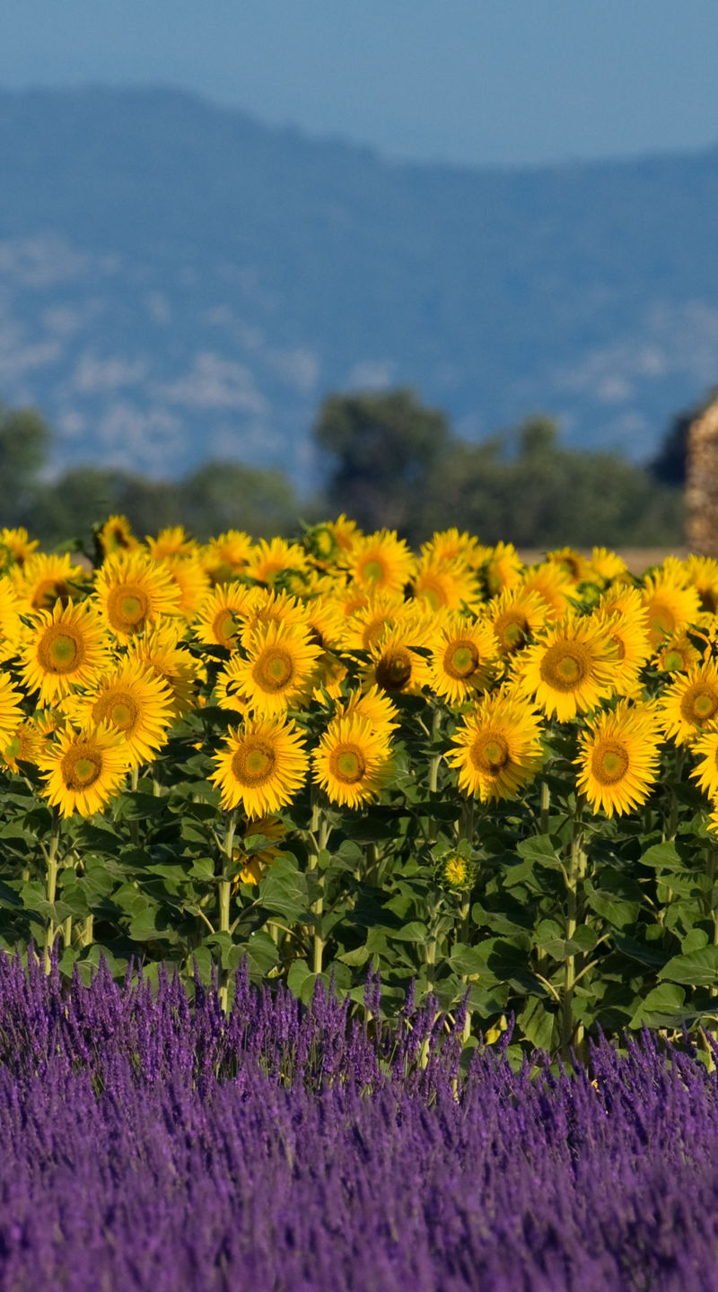 Sunflowers and Lavender in Rural Landscape