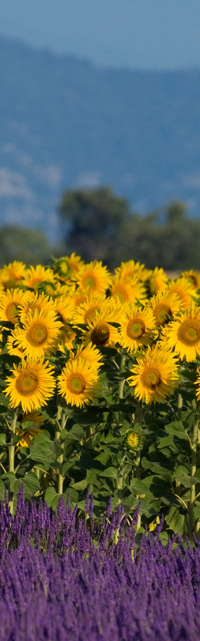 Sunflowers and Lavender in Rural Landscape