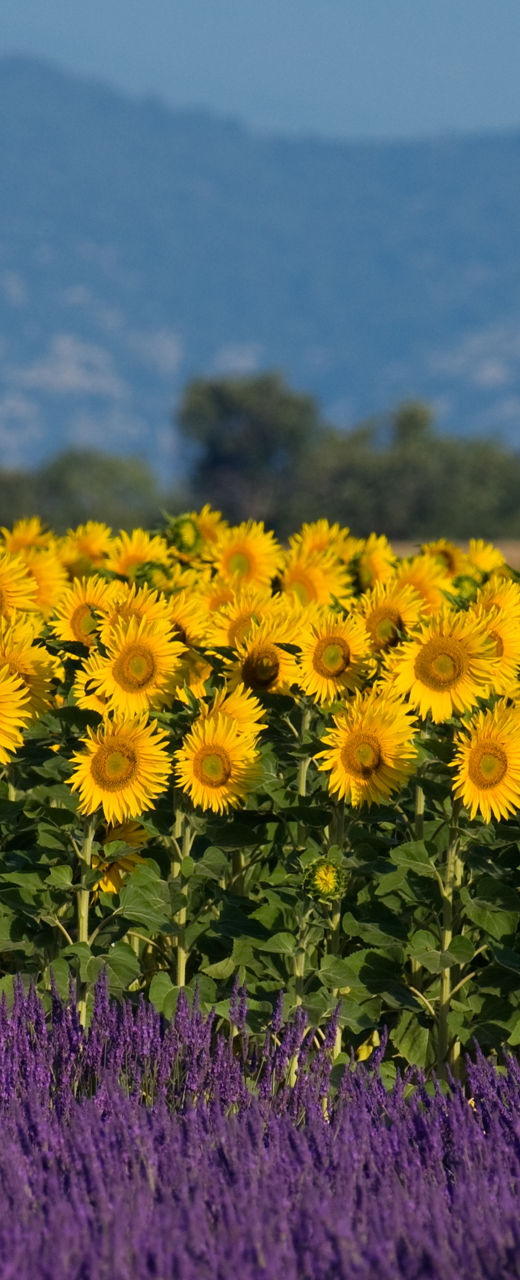 Sunflowers and Lavender in Rural Landscape