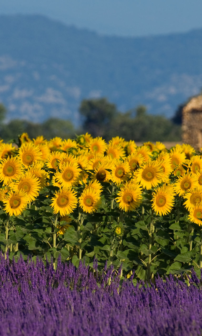 Sunflowers and Lavender in Rural Landscape