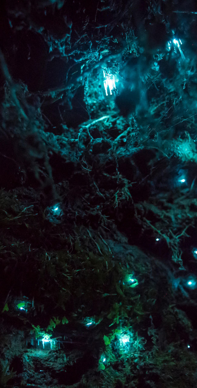 Glowworms illuminating a dark cave ceiling