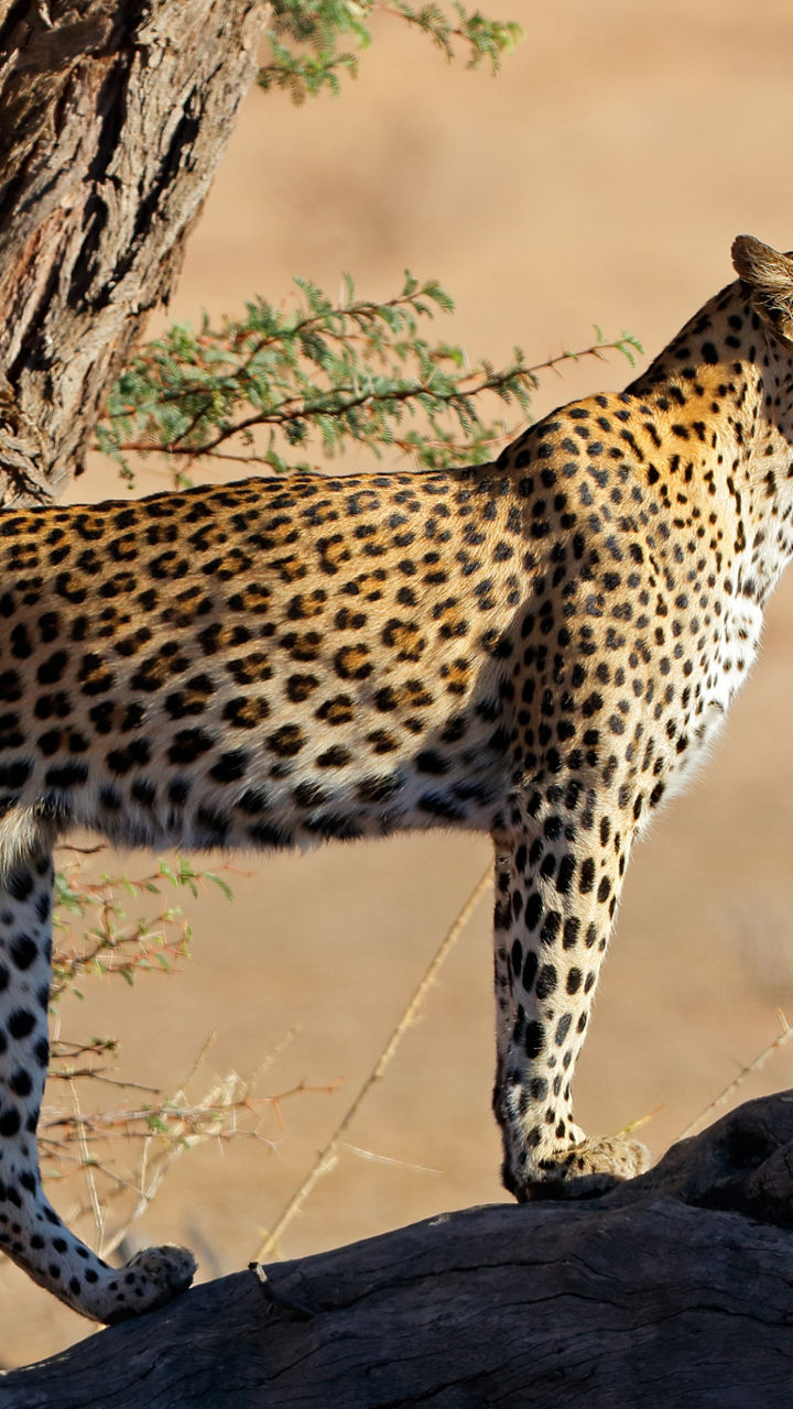 Leopard standing on tree in savanna