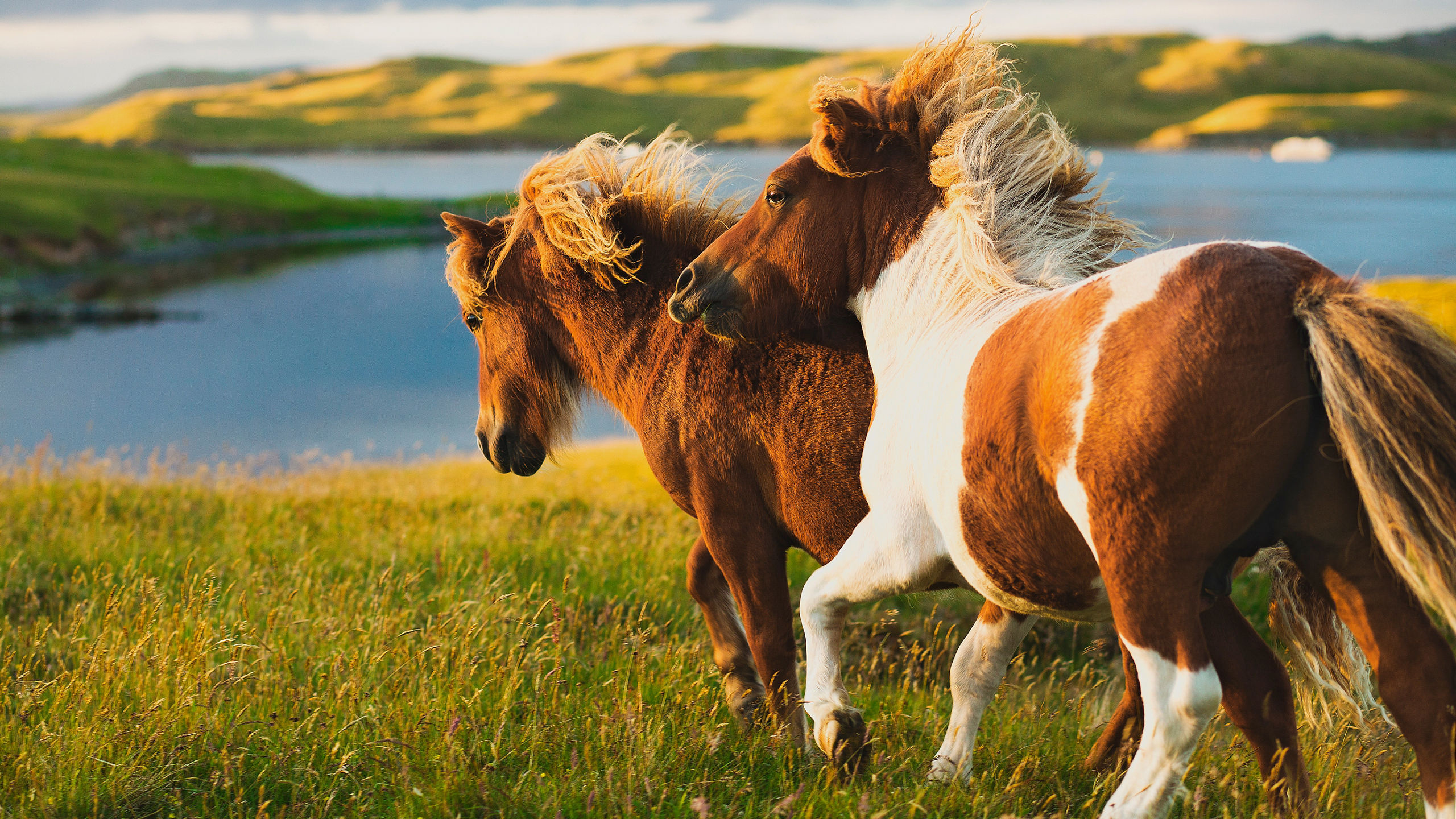 Into the Midnight Sun