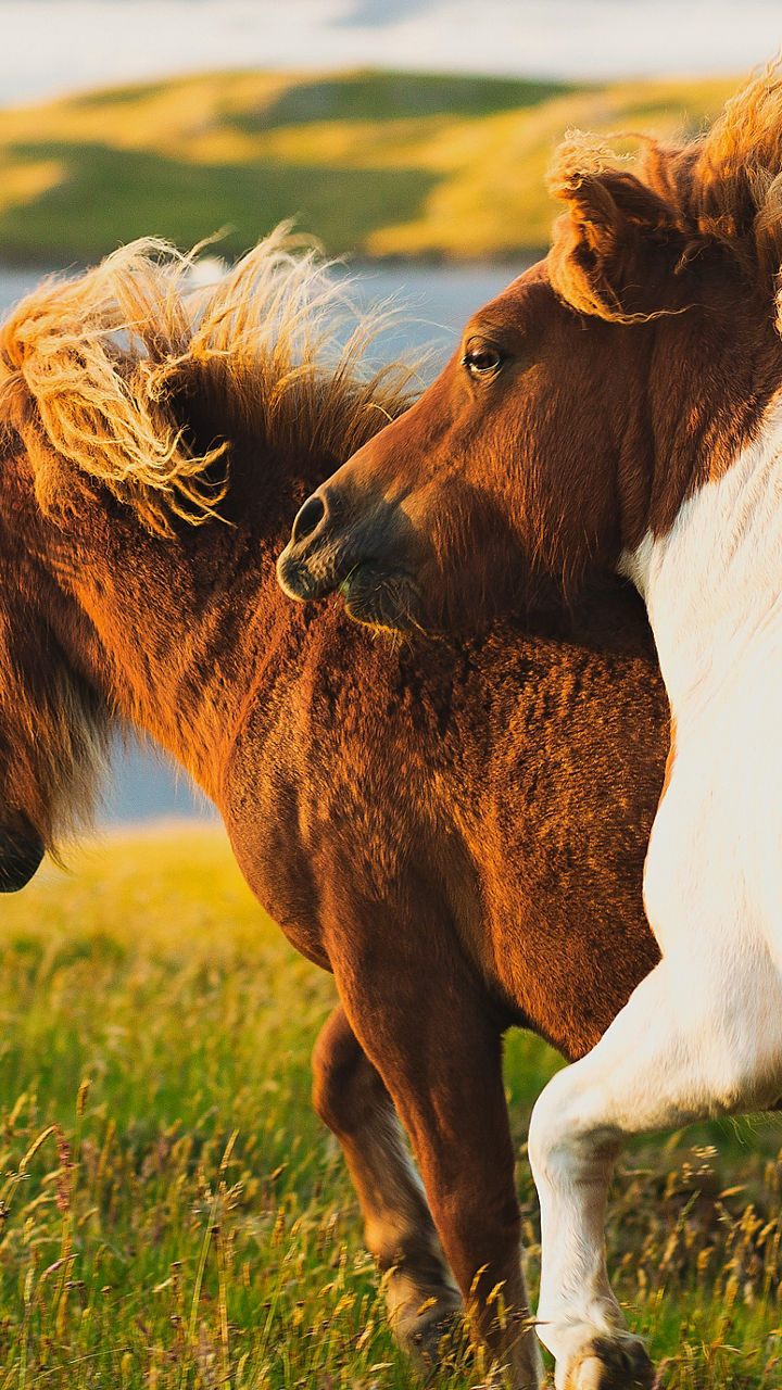 Two ponies running in grassy field
