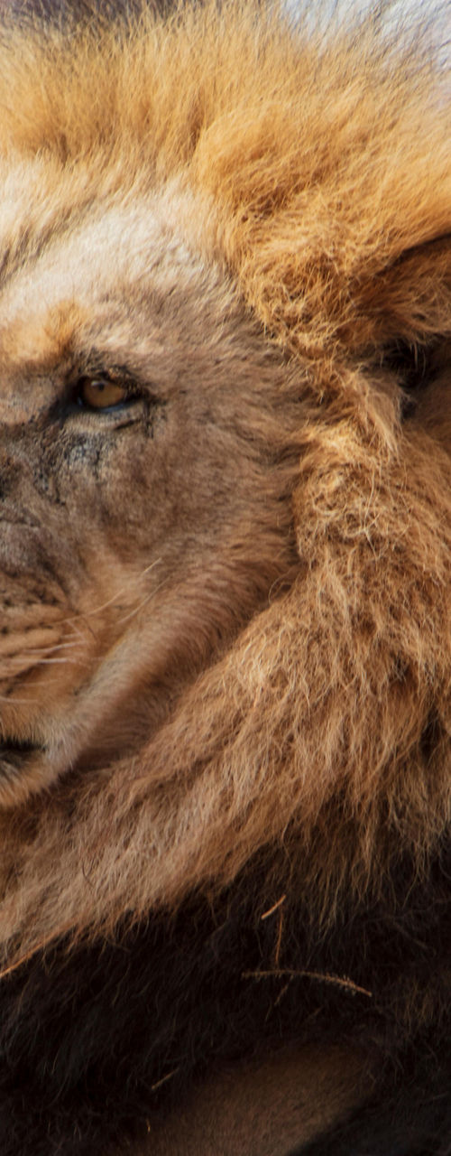 Majestic lion resting on rocky terrain