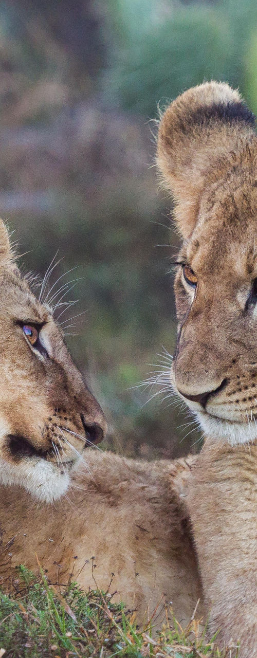 Two lion cubs playing in the wild