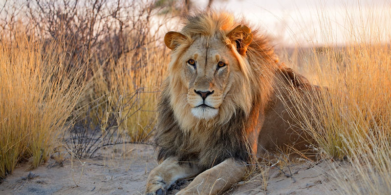 Majestic lion resting in golden savanna
