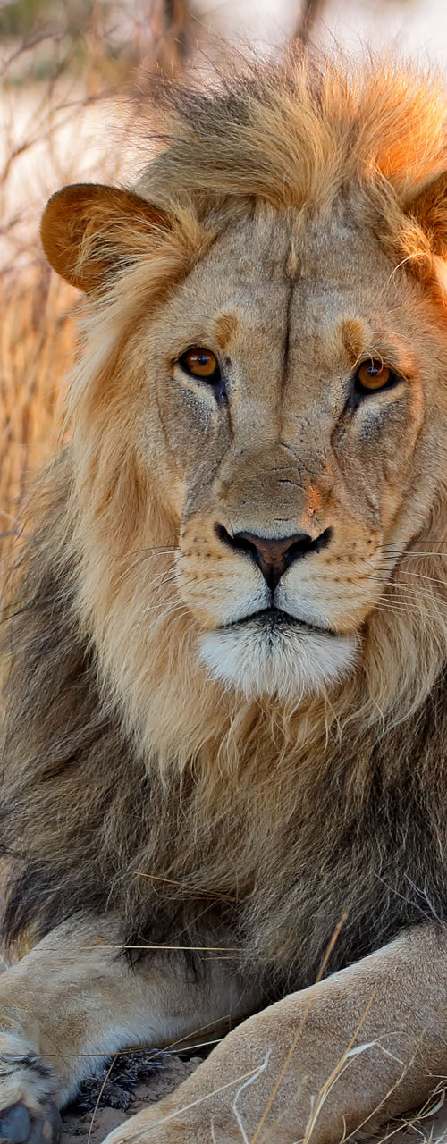 Majestic lion resting in golden savanna