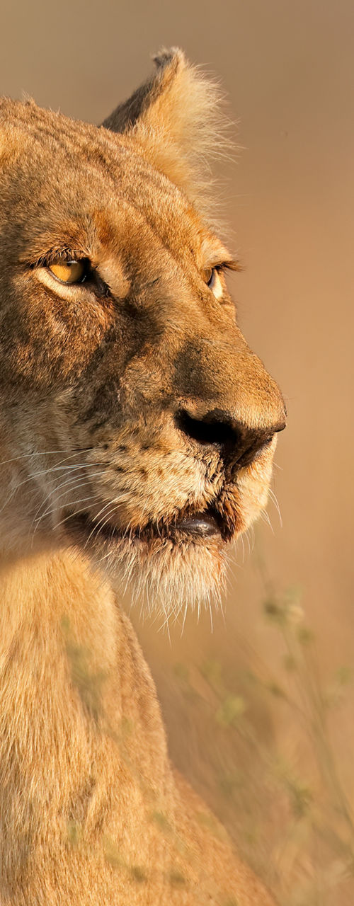 Lioness in golden savanna landscape