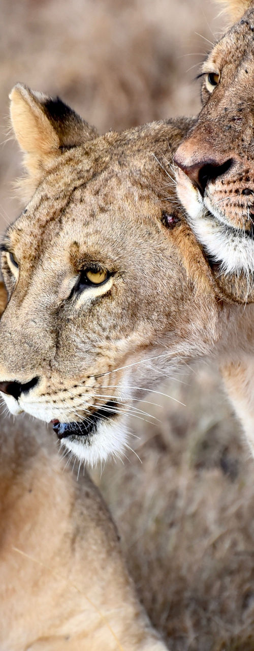 Three lionesses in a grassy savanna