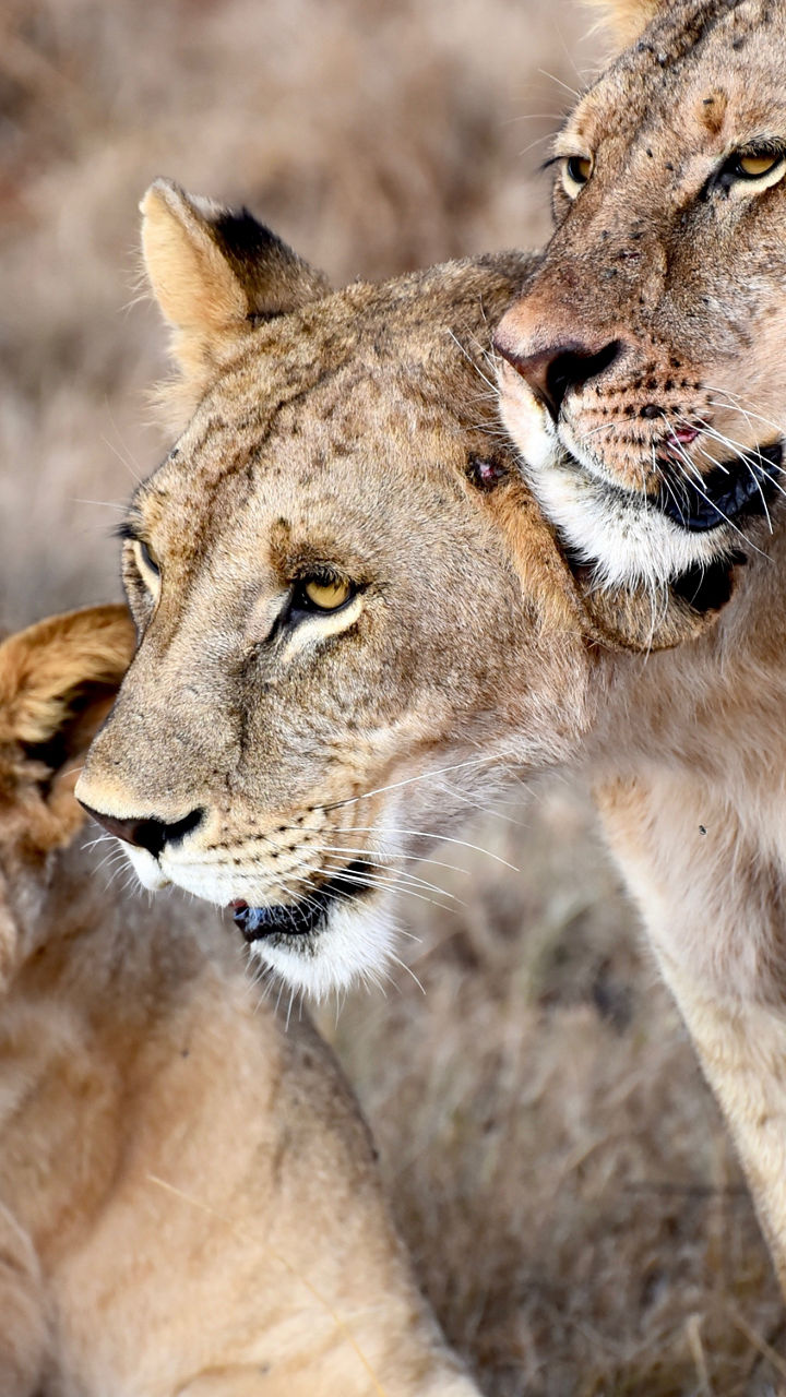 Tsavo Safari