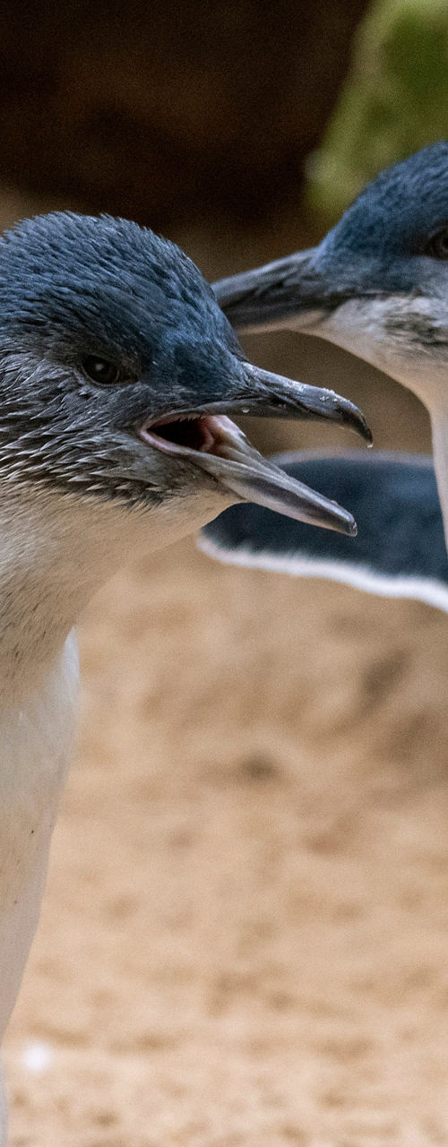 Little penguins interacting in sandy habitat
