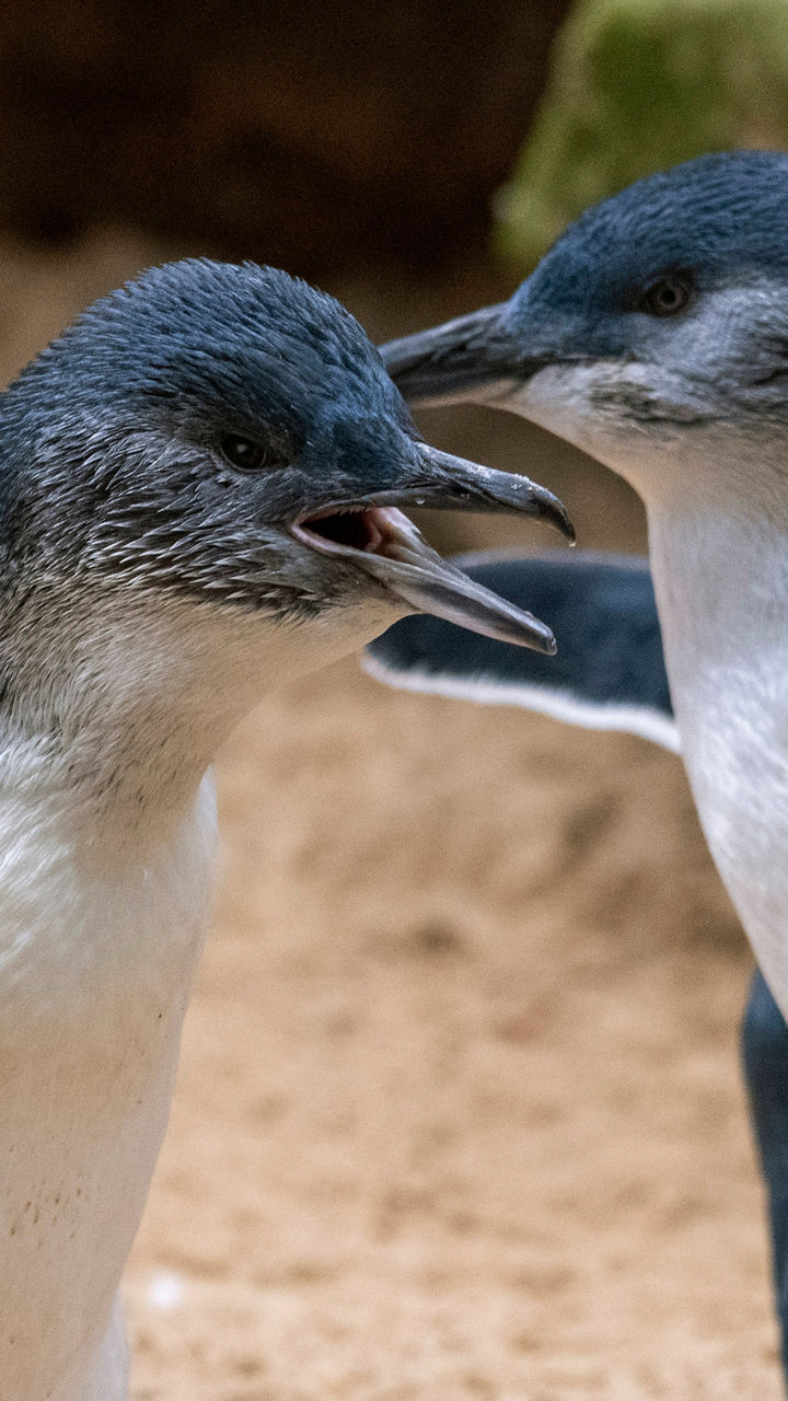 Penguins at Sunset