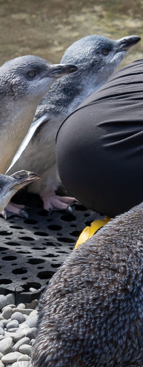Penguins feeding session with caretaker