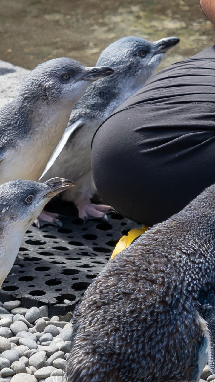 International Antarctic Centre & Christchurch