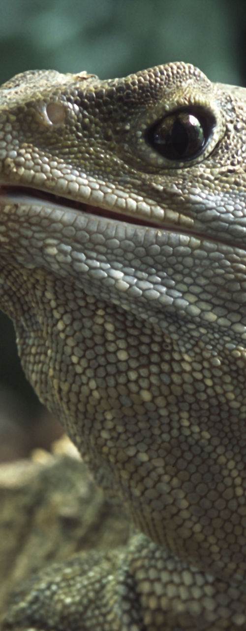 Close-up of a tuatara in natural habitat