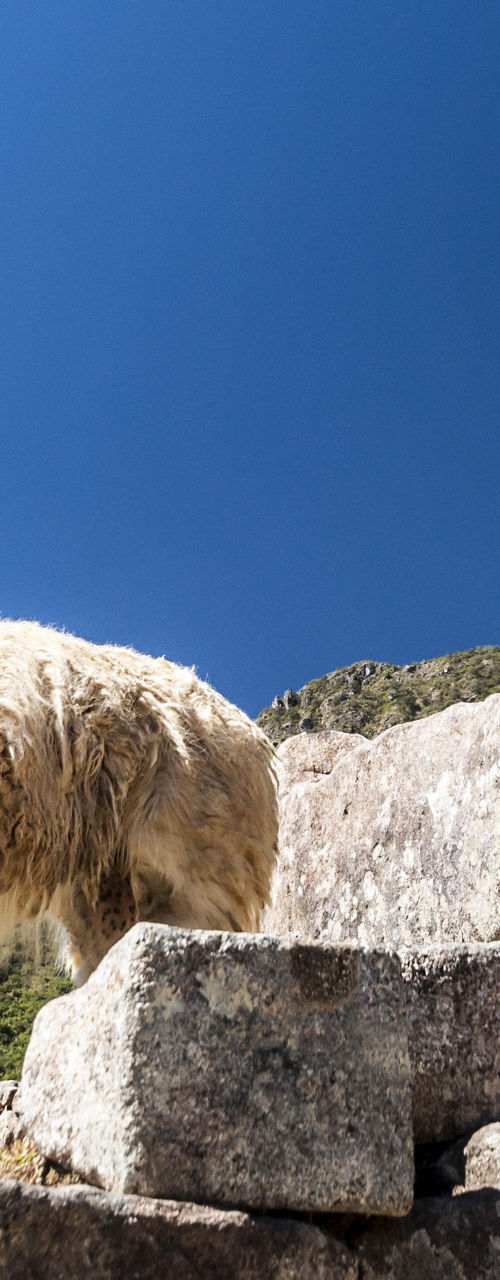 Llama standing on ancient stone ruins