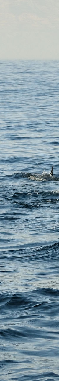 Dolphins swimming in open ocean waters