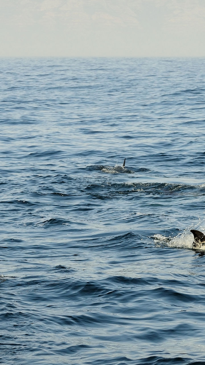 Dolphins swimming in open ocean waters