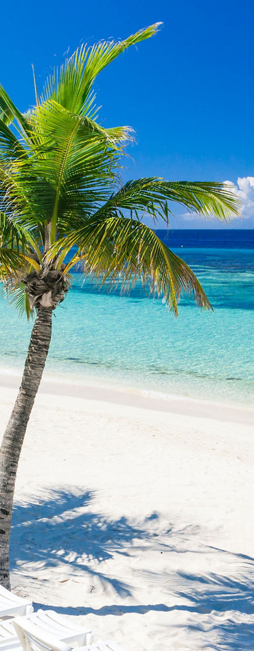 Tropical beach with palm trees and chairs