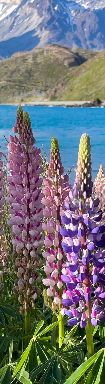 Colorful lupines by turquoise lake and mountains