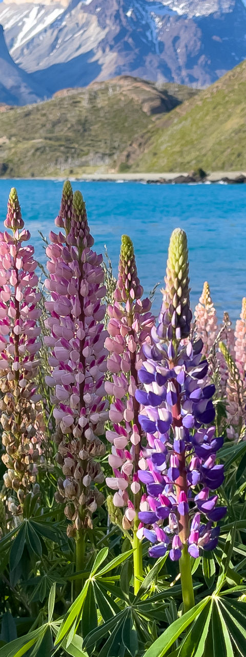 Colorful lupines by turquoise lake and mountains
