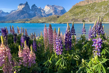 Colorful lupines by turquoise lake and mountains